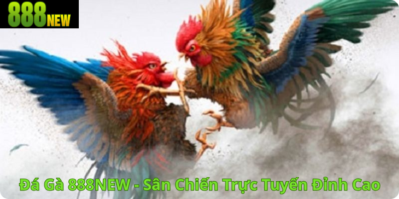 Đá Gà 888NEW - Sân Chiến Trực Tuyến Đỉnh Cao