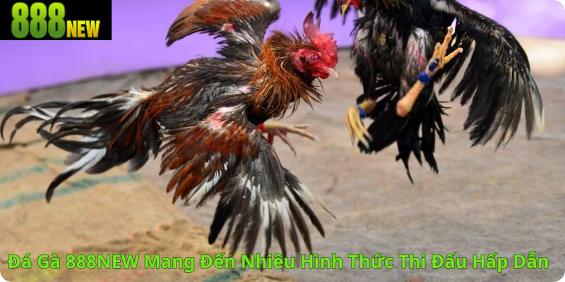 Đá Gà 888NEW Mang Đến Nhiêu Hình Thức Thi Đấu Hấp Dẫn