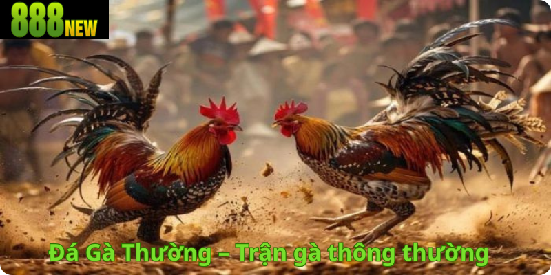 Đá Gà Thường – Trận gà thông thường