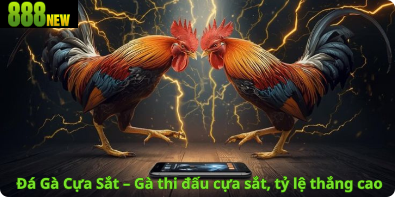 Đá Gà Cựa Sắt – Gà thi đấu cựa sắt, tỷ lệ thắng cao